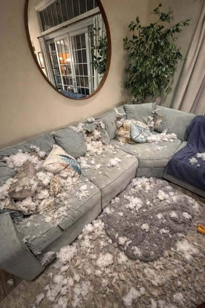 собака беспорядок собака дом беспорядок